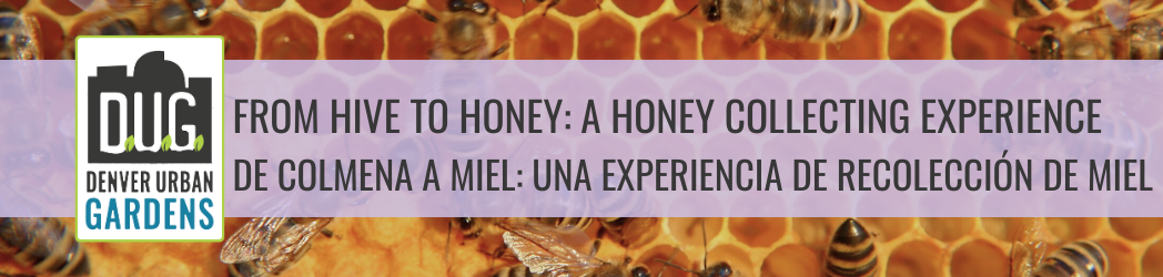 From Hive to Honey: A Honey Collecting Experience