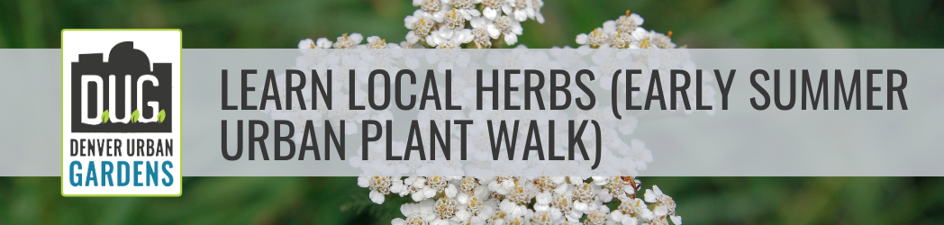 Learn Local Herbs (Early Summer Urban Plant Walk)