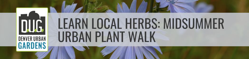 Learn Local Herbs: Midsummer Urban Plant Walk