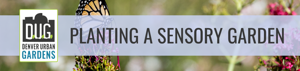 Planting a Sensory Garden