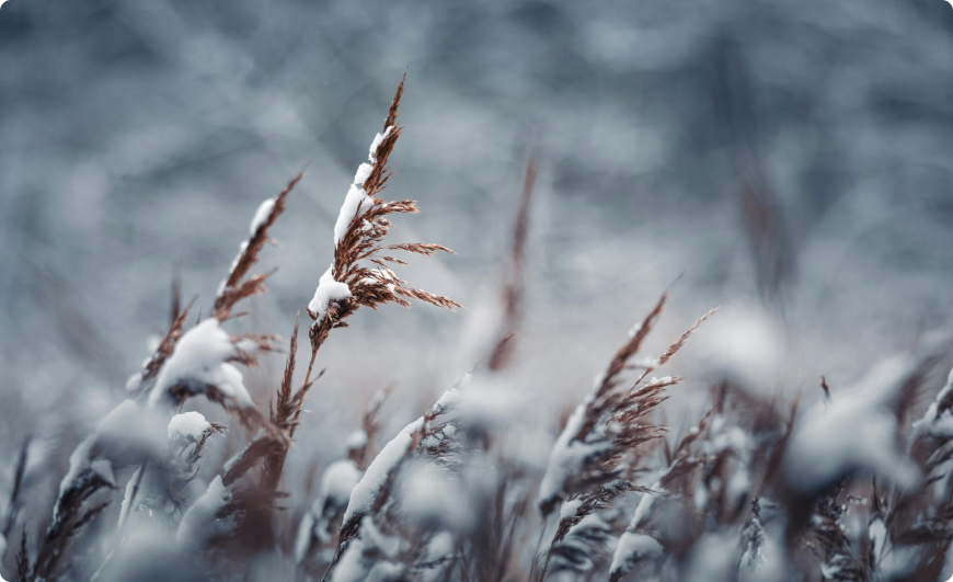 Rectangle-14-1 - Denver Urban Gardens winter cover crop wheat covered in snow