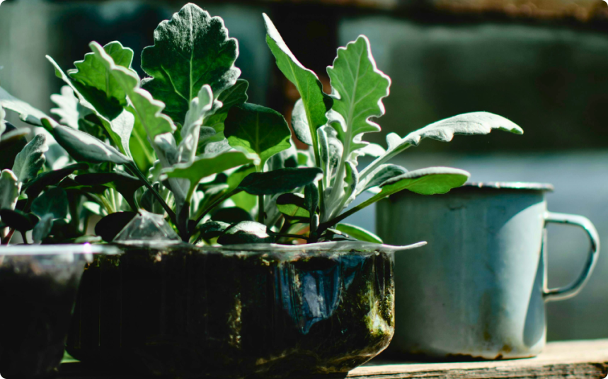Rectangle-15b - Denver Urban Gardens green plants growing in a container