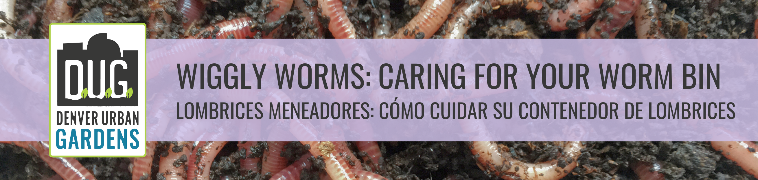 Wiggly Worms: Caring for Your Worm Bin