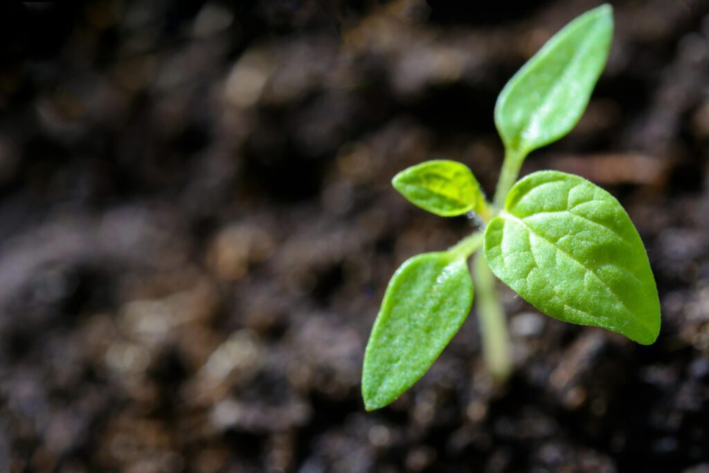 pexels-asphotograpy-1002703-scaled - Denver Urban Gardens seedling sprouting from soil