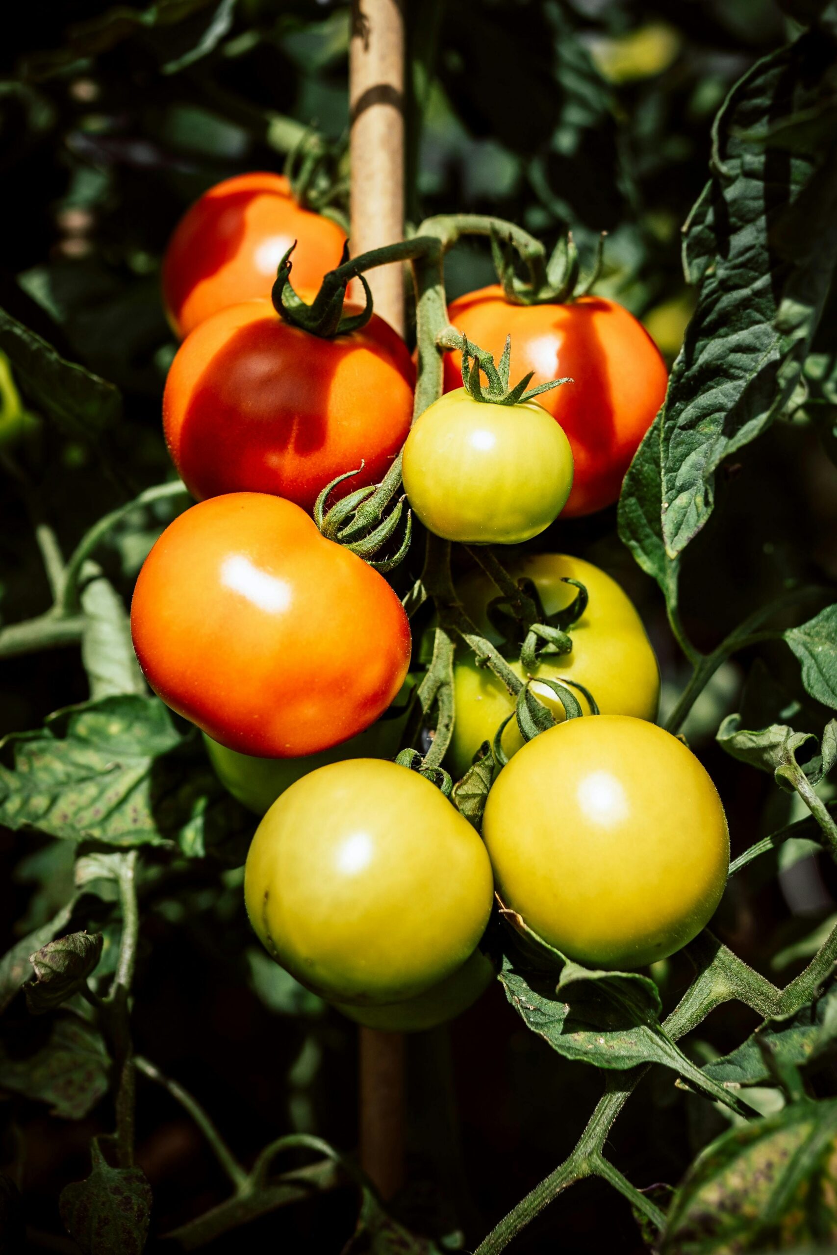 Connection to Gardening through Literacy Education for Young Learners  (School-aged and Younger)