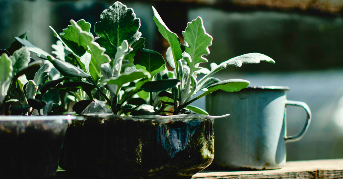 Water-wise Gardening in Colorado