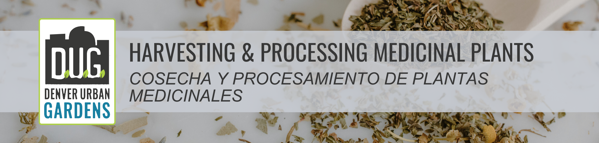 Harvesting & Processing Medicinal Plants