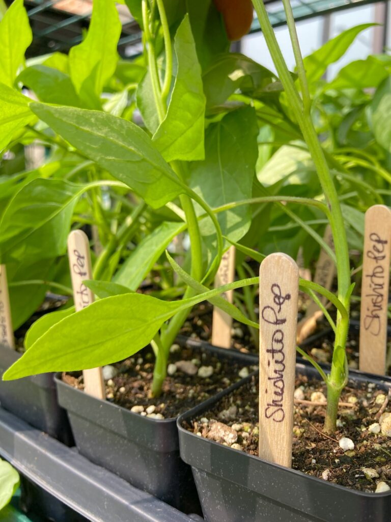 IMG_4953-scaled - Denver Urban Gardens