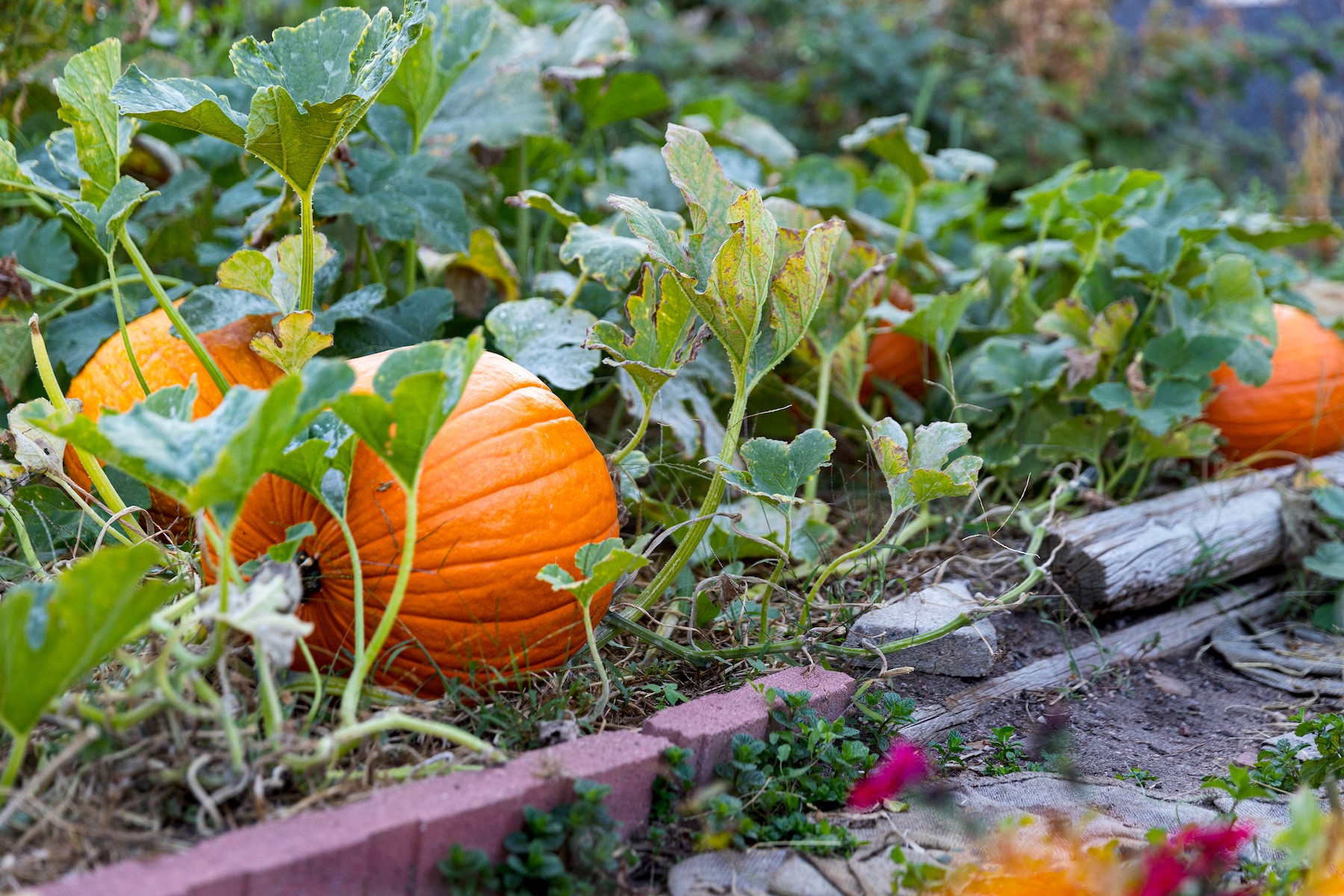 DeLaney Community Farm photo