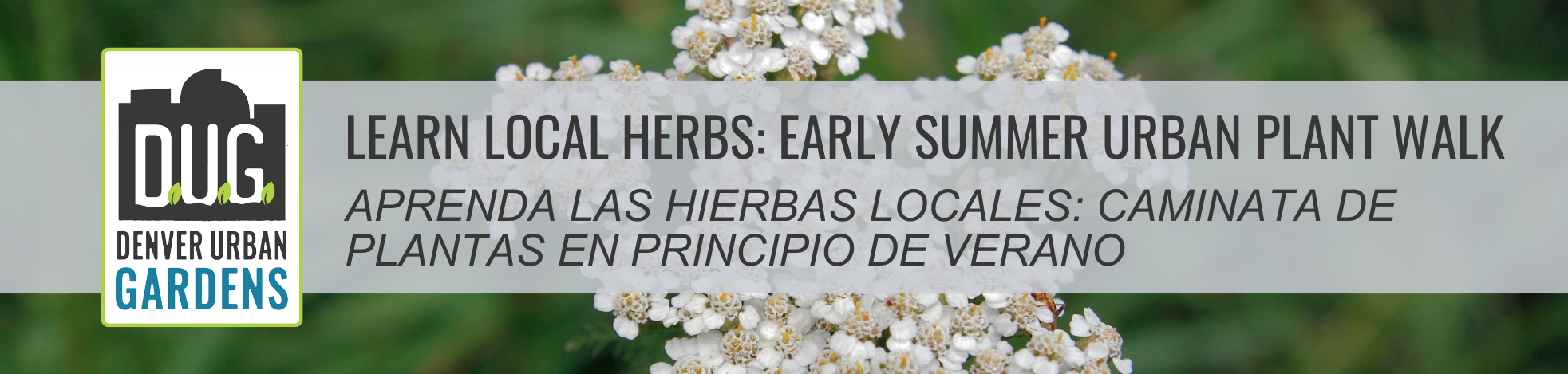 Learn Local Herbs: Early Summer Urban Plant Walk