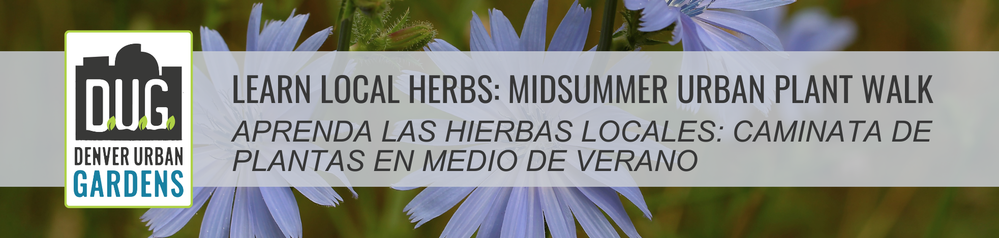 Learn Local Herbs: Midsummer Urban Plant Walk