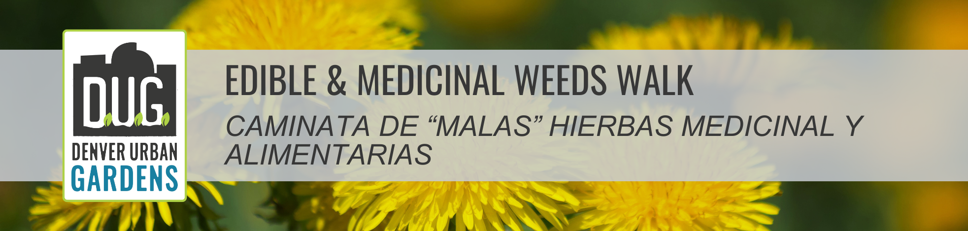 Edible & Medicinal Weeds Walk