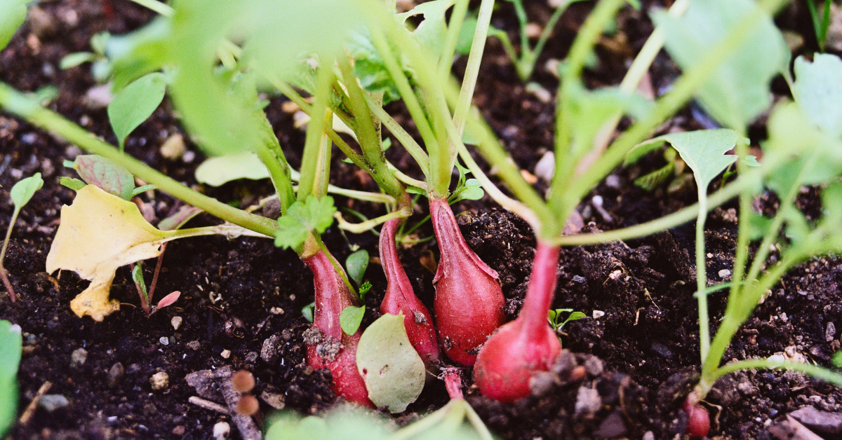 Maximizing Your Growing Season with Season Extension Techniques