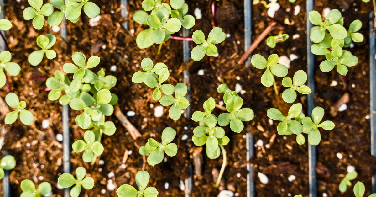 Hardening Off: Why It’s Essential for Indoor Grown Seedlings