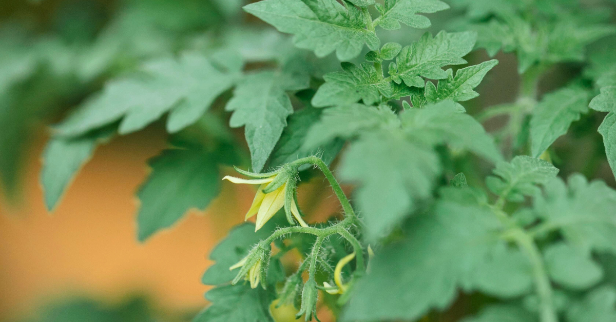 Venciendo el calor: manteniendo felices sus verduras y plantas bajo el intenso sol de verano de Colorado