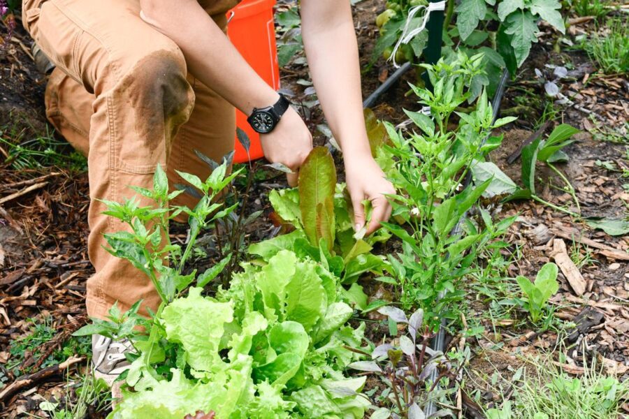 Vegetable Planting Guide – When to Plant What in Denver - Denver Urban ...