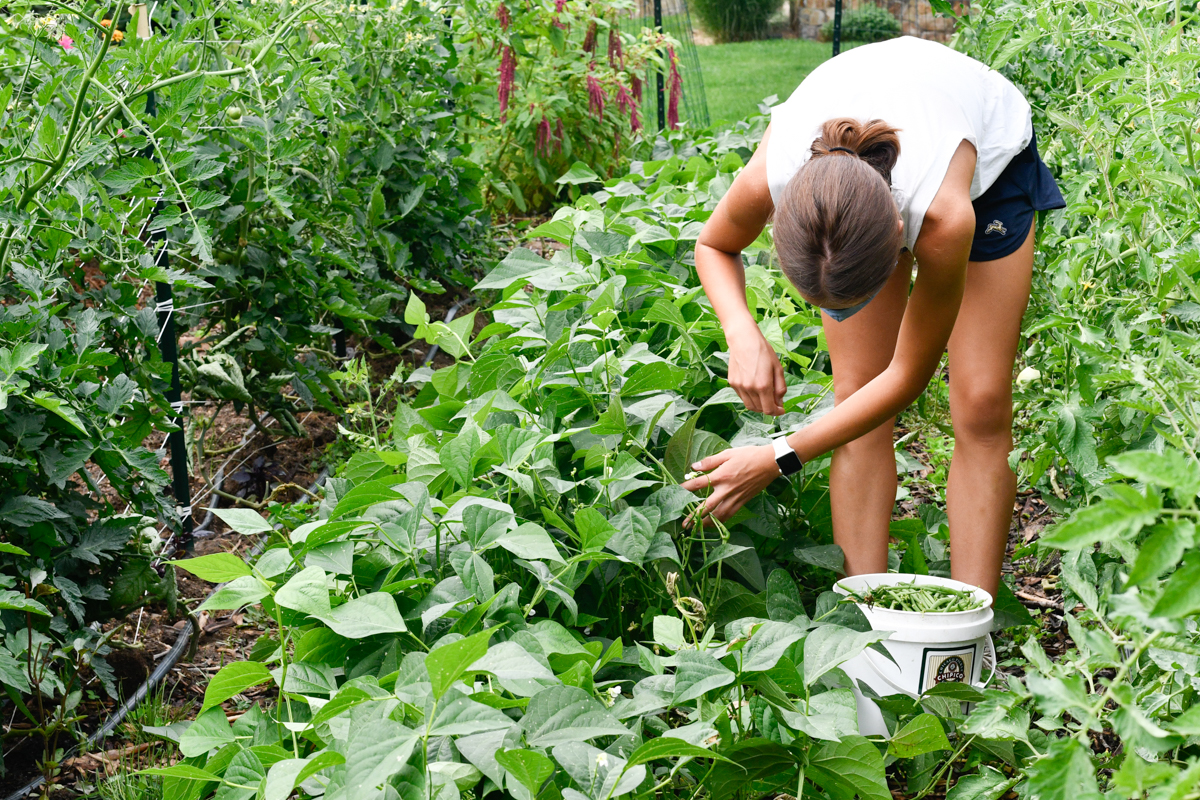 Tips for Successful Gardening in Colorado