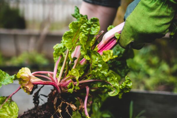 Denver-Urban-Gardens-Urban-Garden-Project-food-forests-community-gardens