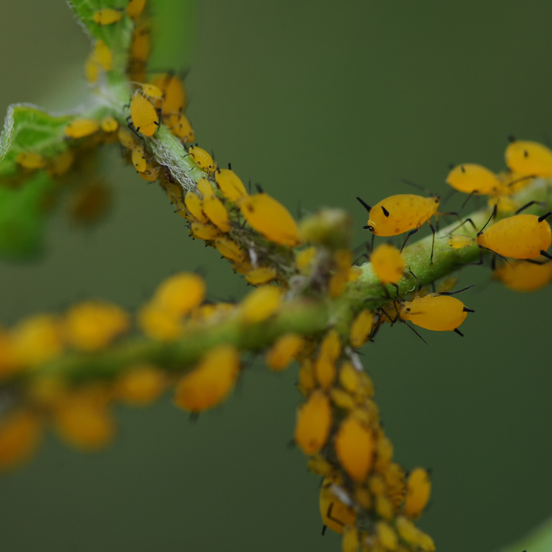 Integrated Pest Management Best Practices