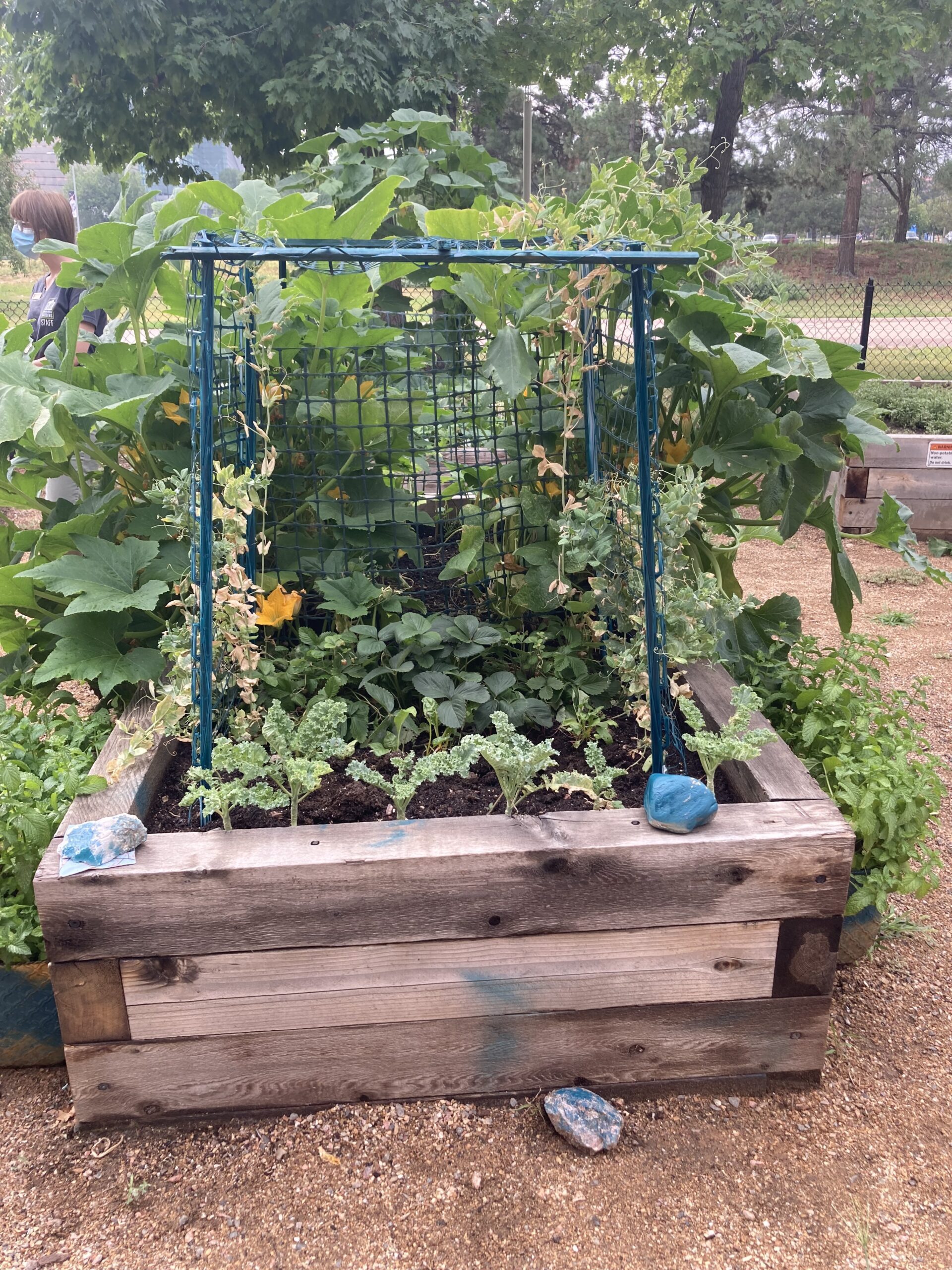 Companion Planting Guide