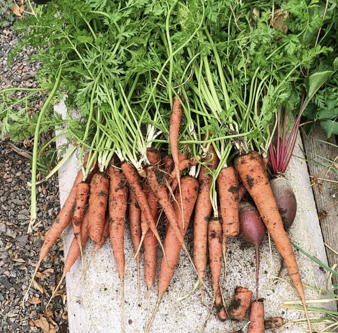 When to Harvest? Follow These Guidelines to Get the Best from your Garden