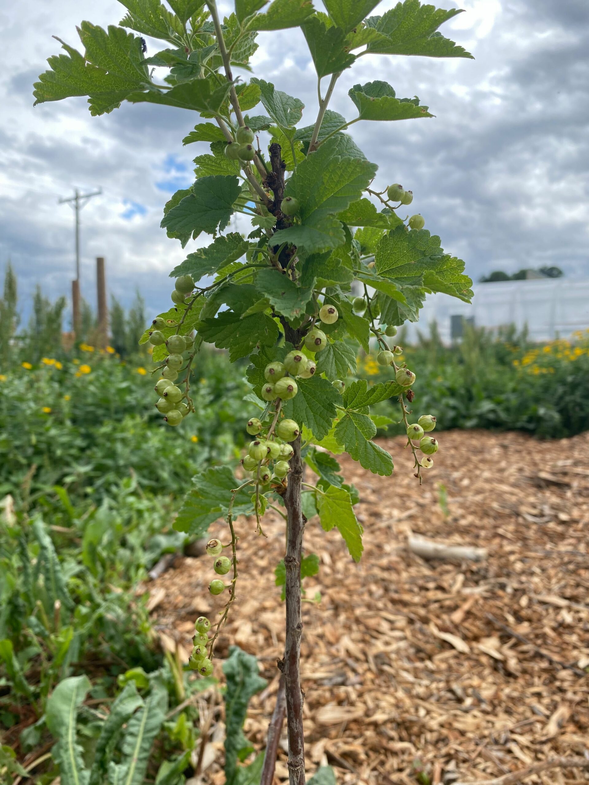 Food Forests Progress: We are Starting to See the Fruits