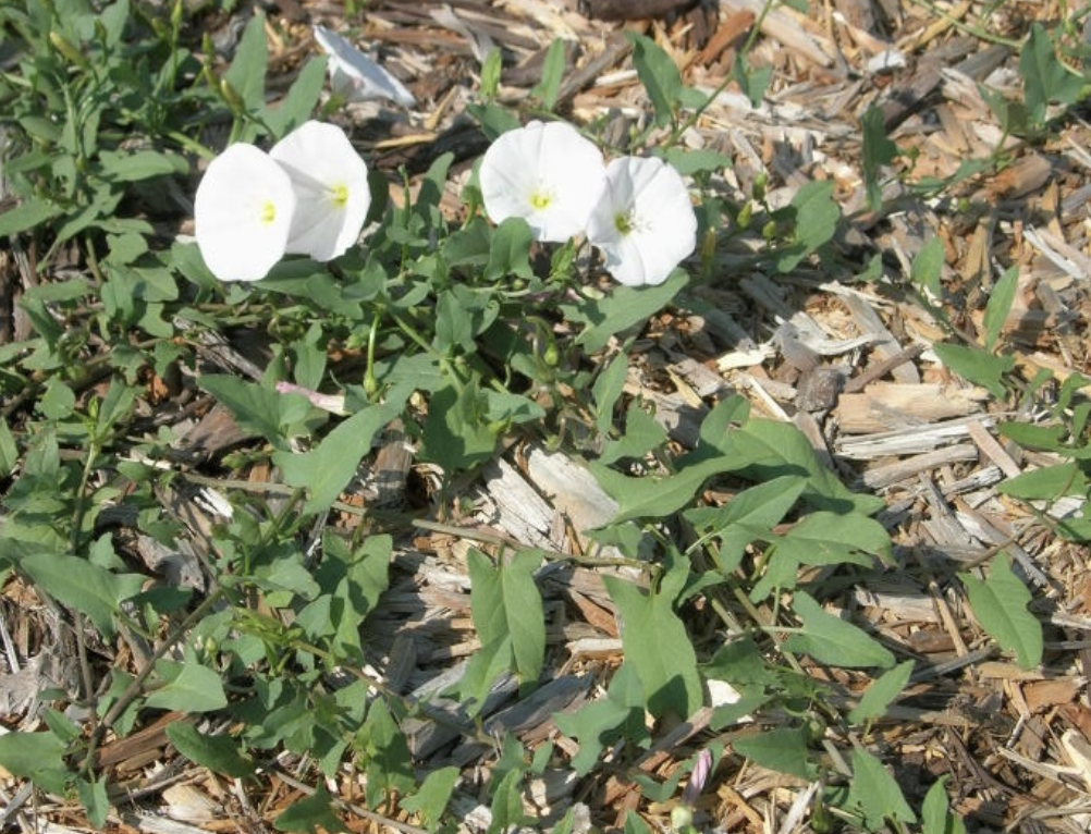 Weed Identification