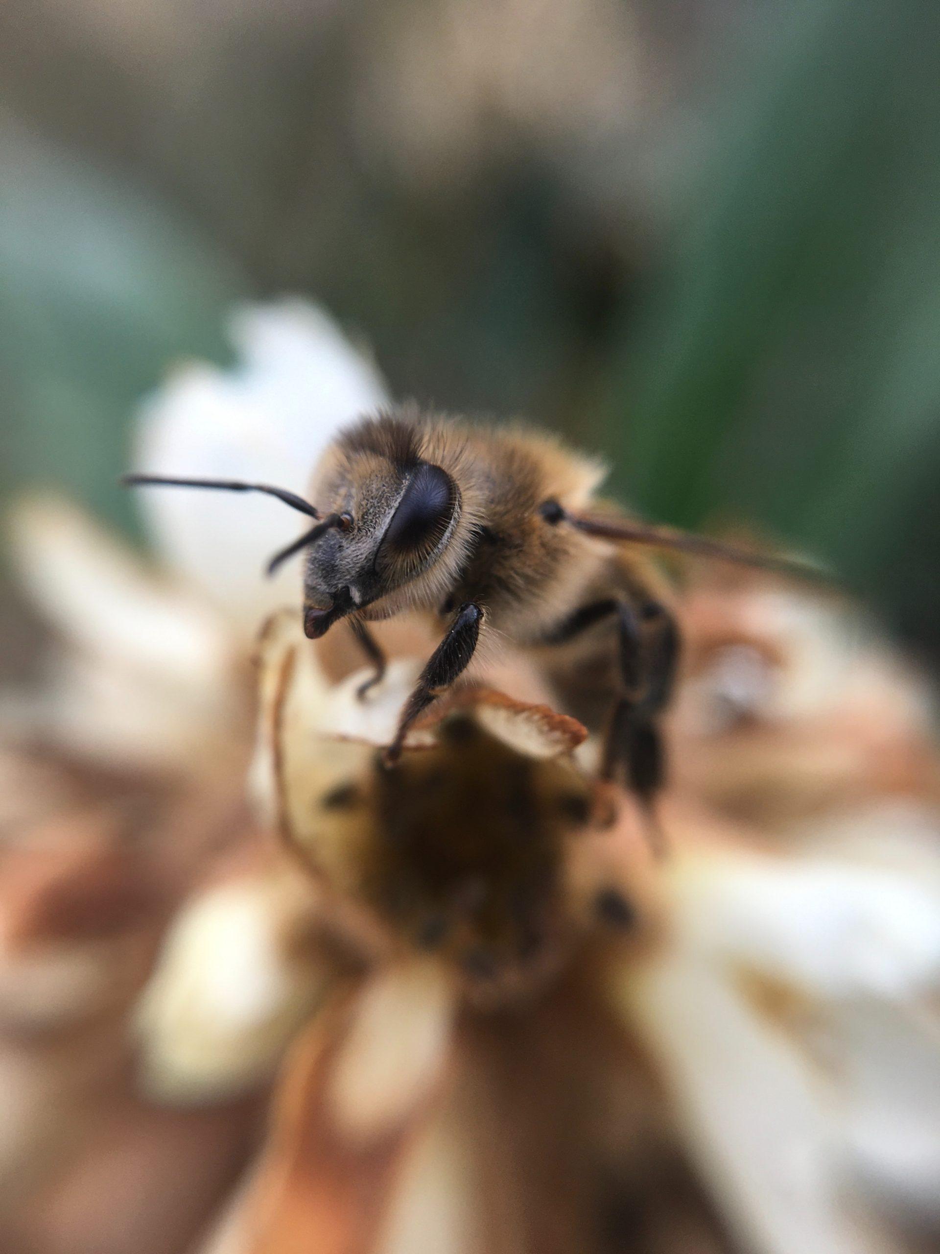 Creating a Paradise for Pollinators