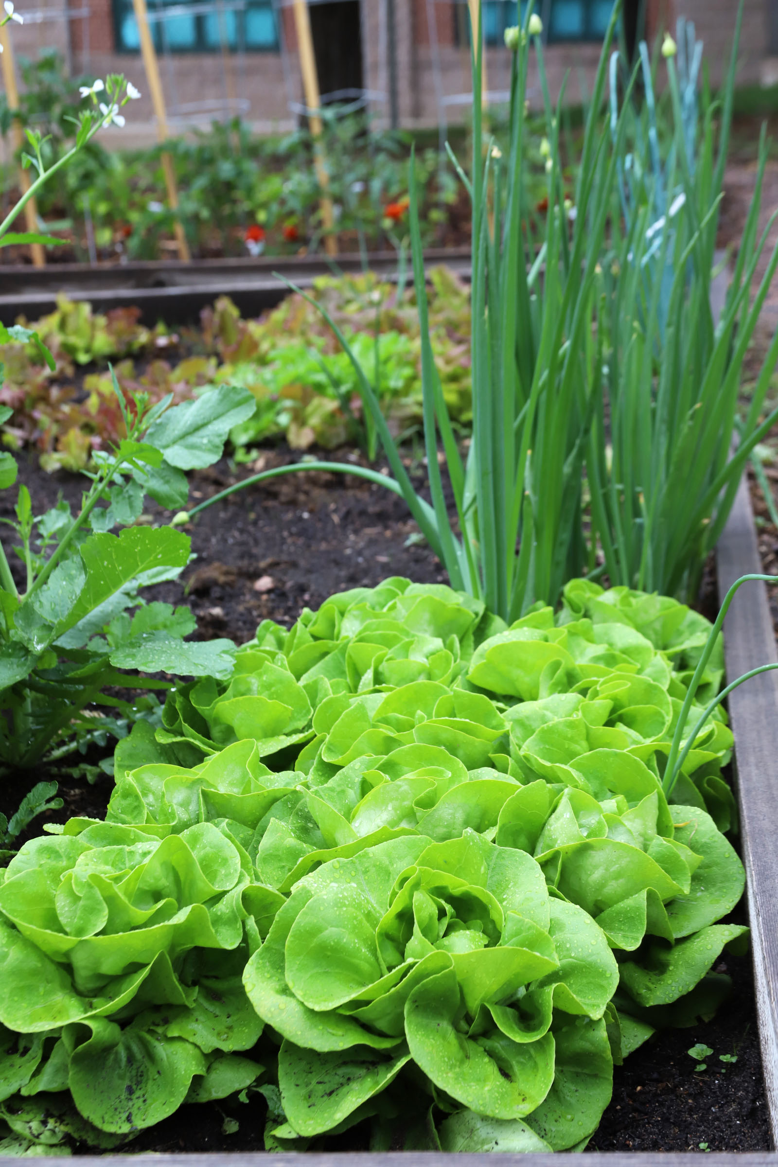 Summer is a Great Time to Plan Your Fall Garden