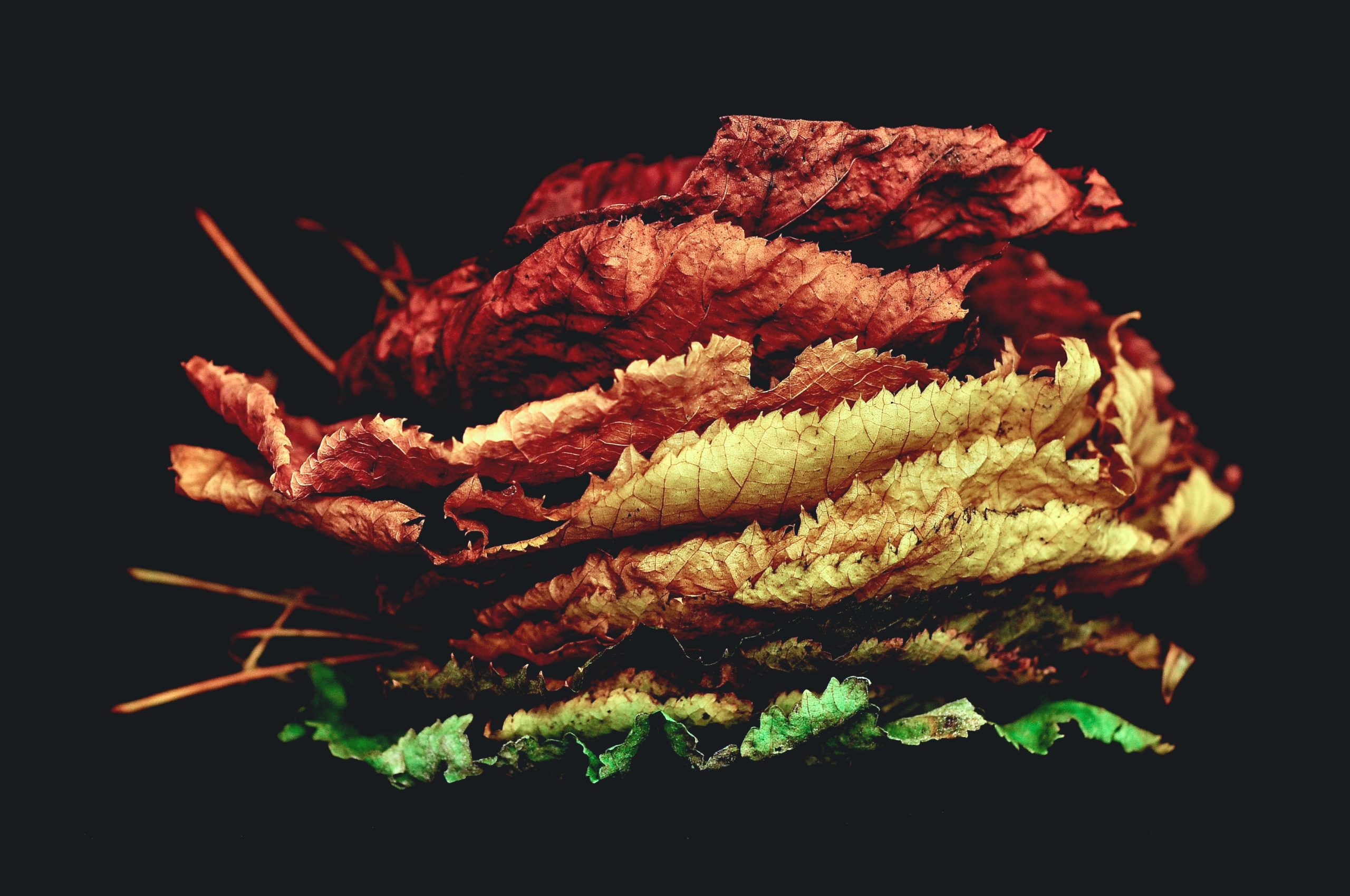 Healing Oppression, Honoring Ancestors, and Watching the Leaves Change