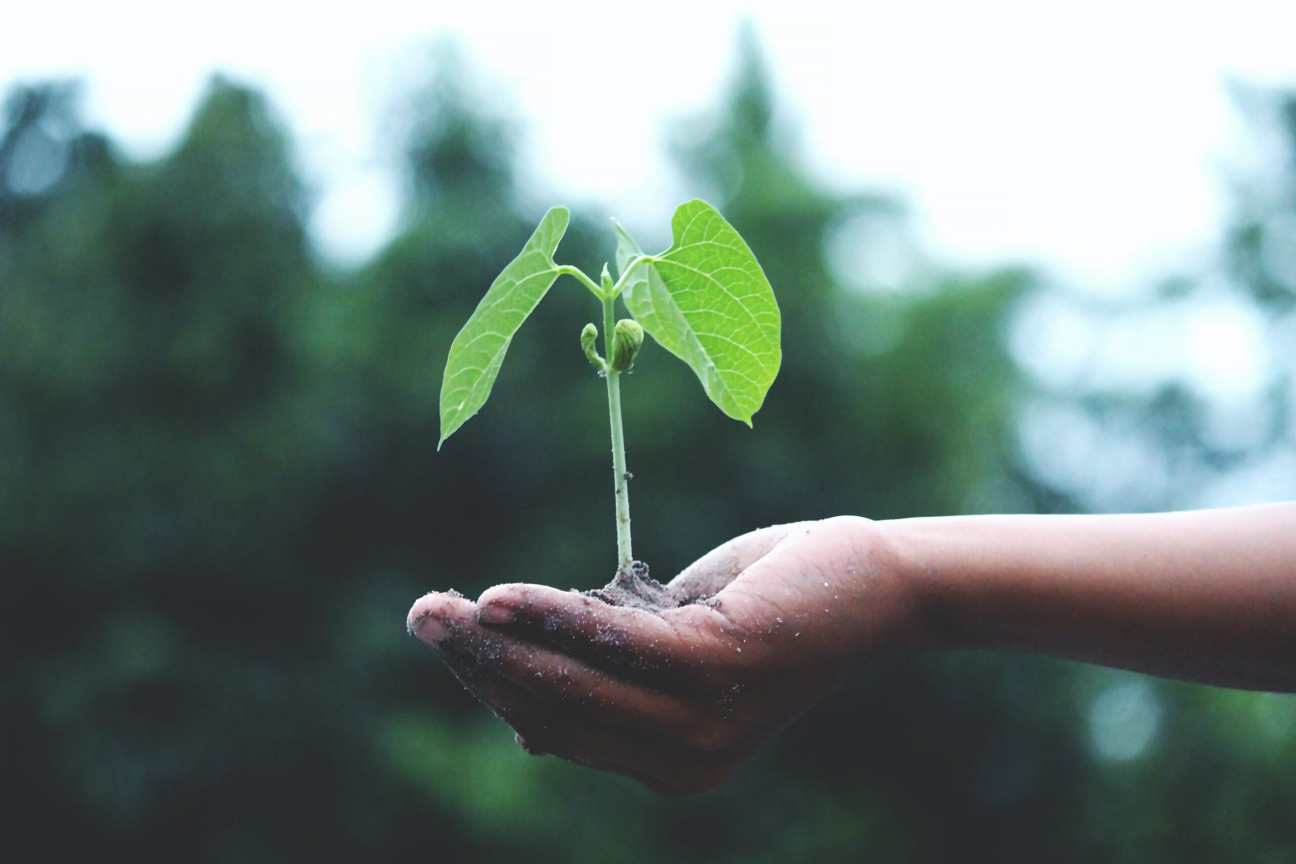Climate Action One Seed at a Time