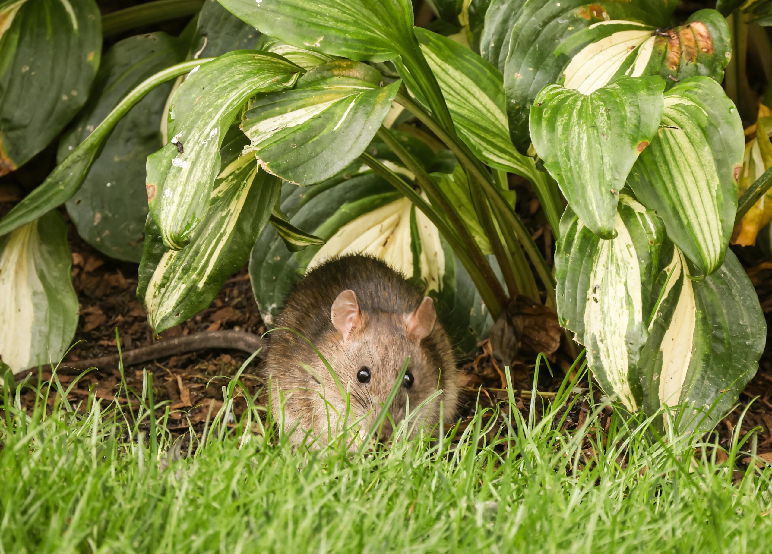 Keeping Rats Out of Your Garden: Practical Tips for Gardeners