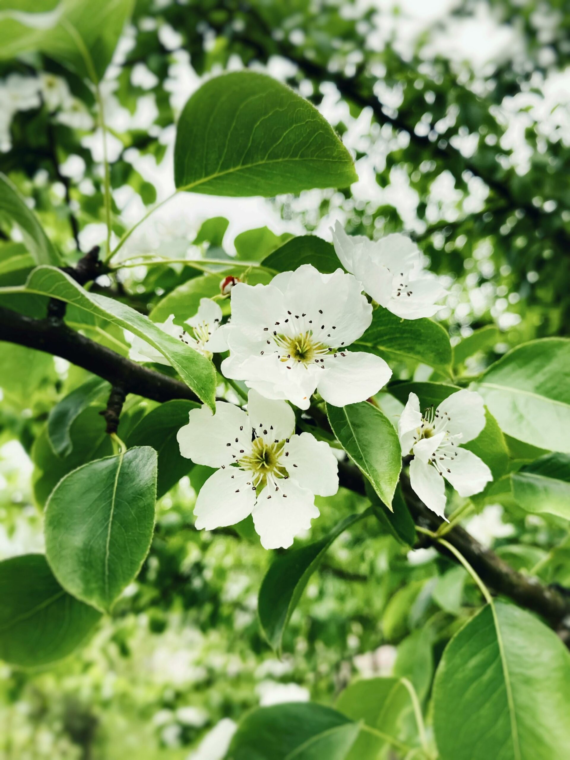 Consejos para el cuidado orgánico del otoño de árboles y plantas perennes en Denver
