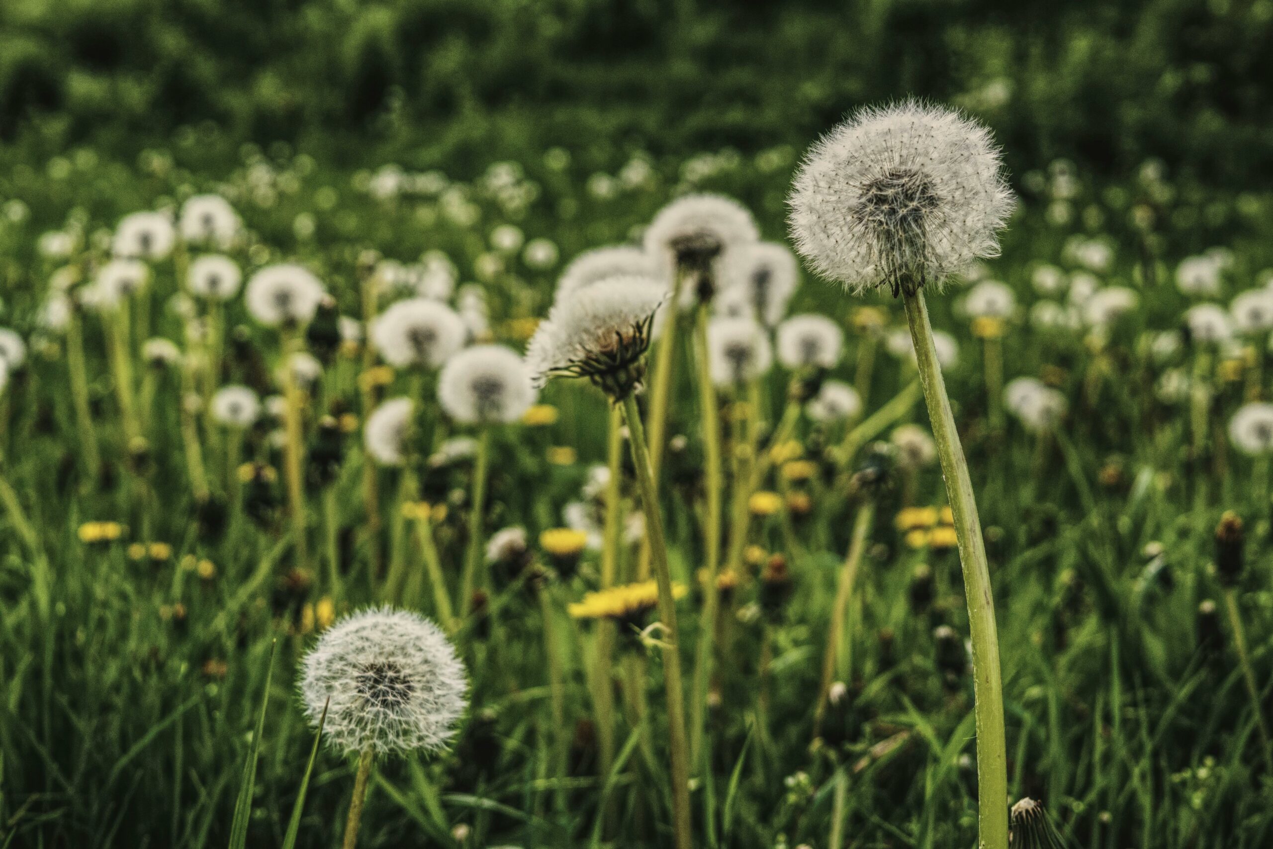 Weed Identification and Management