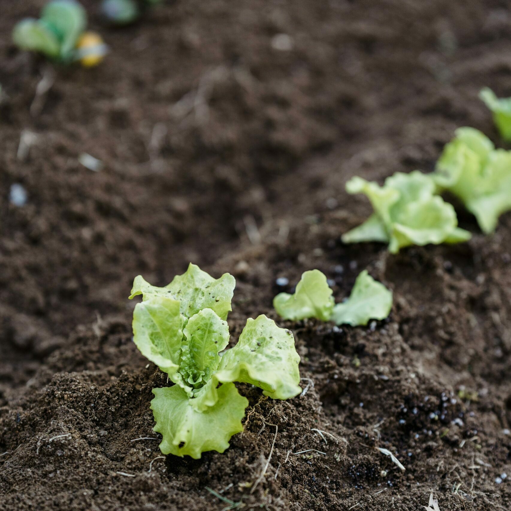 Why You Should Practice Succession Planting for Your Garden