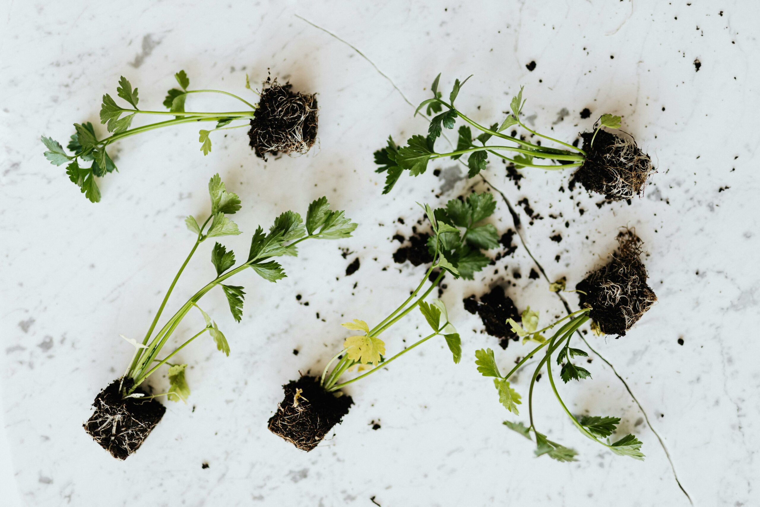 Starting Seeds Vs. Buying Seedings: Which is Right for You?
