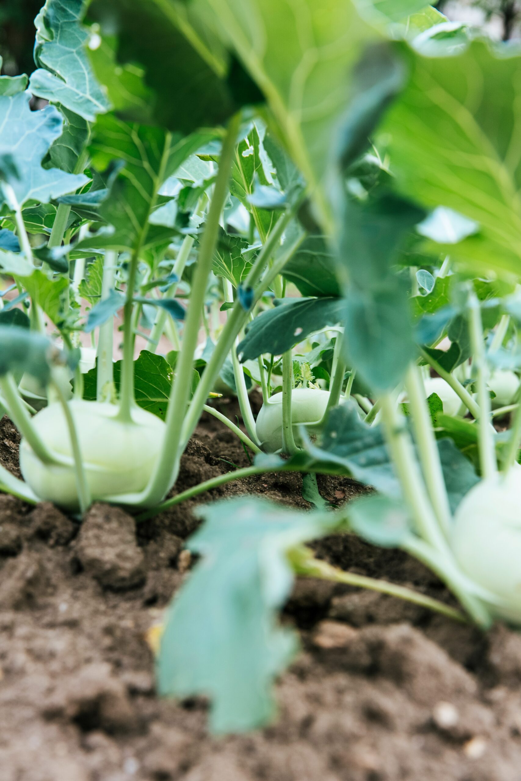 Safe Planting Dates in Denver for Garden Vegetables