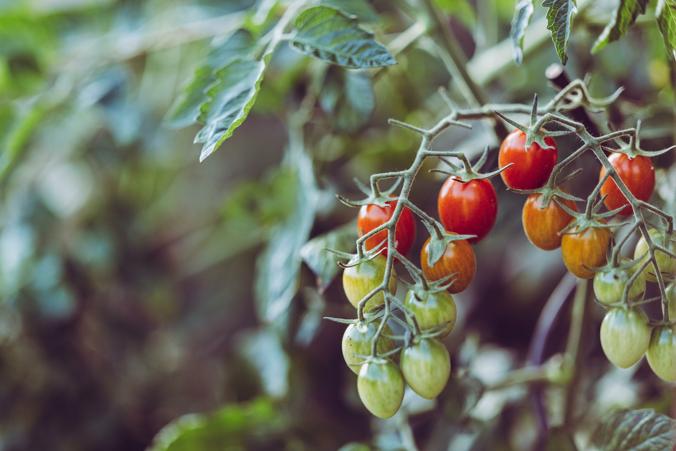 Tips for Harvesting and Storing Fruits & Vegetables from Your Garden