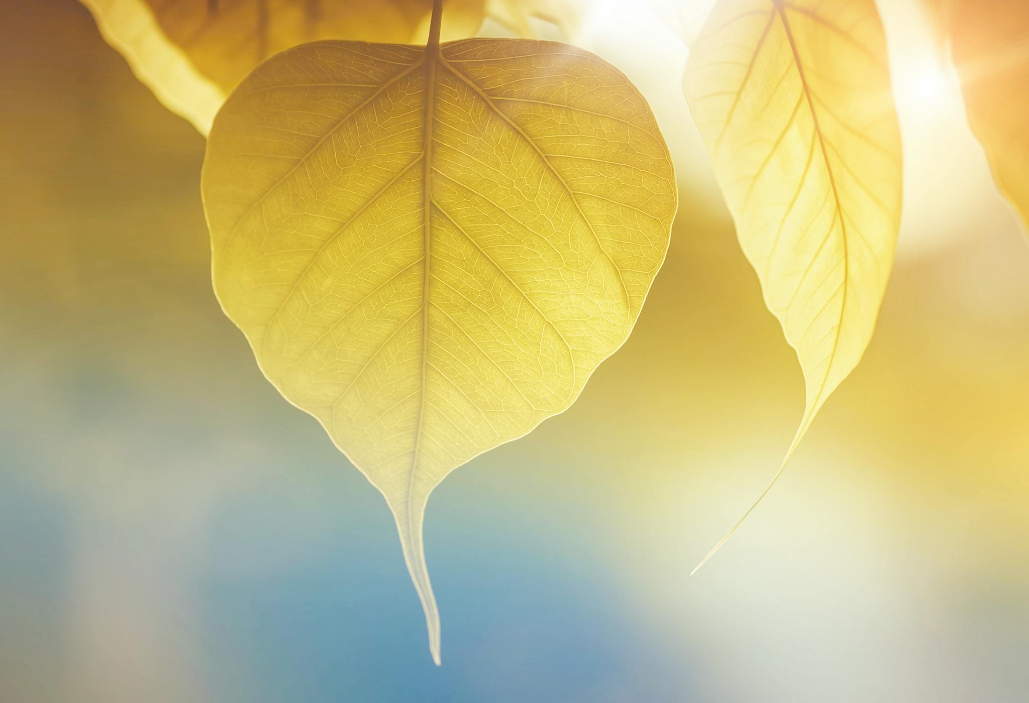 Transitioning Your Garden from Summer to Fall