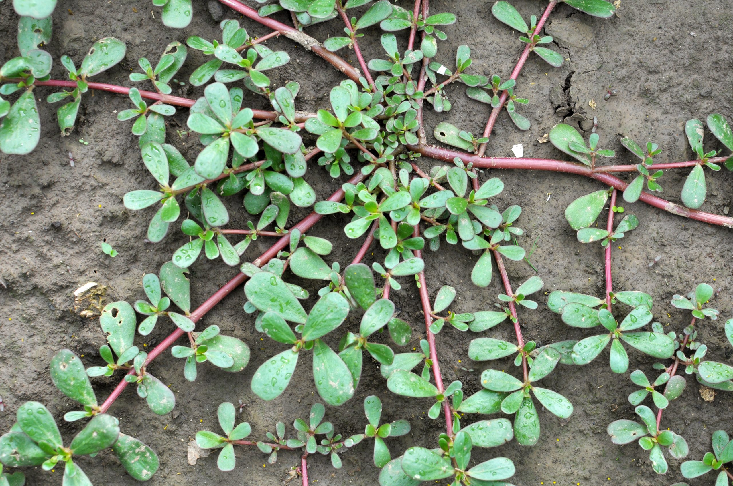 Cooking with Common Colorado Weeds