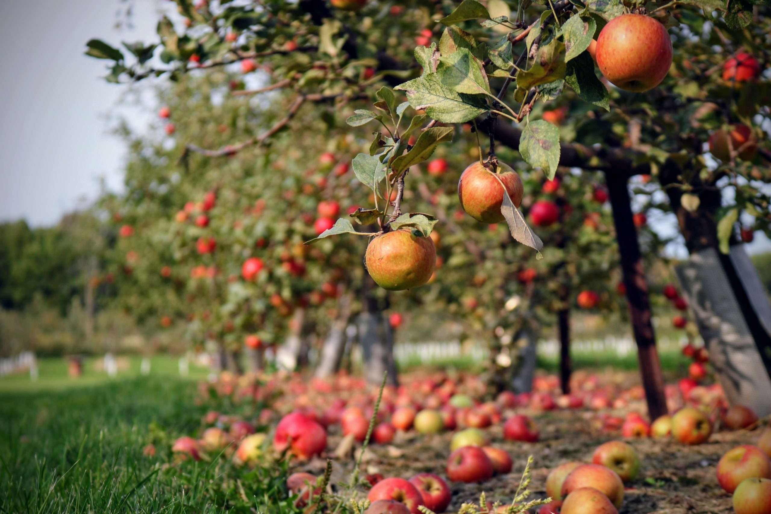 Tips for Organic Fall Care for Trees and Perennials in Denver
