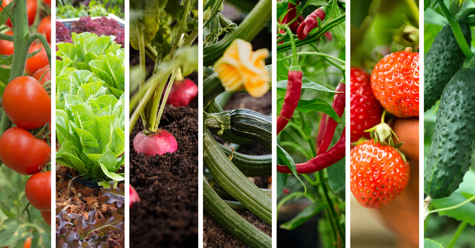 7 Plants to Grow This Year for Maximum Yield