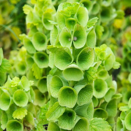 Sensory Plants for Your Garden - Denver Urban Gardens