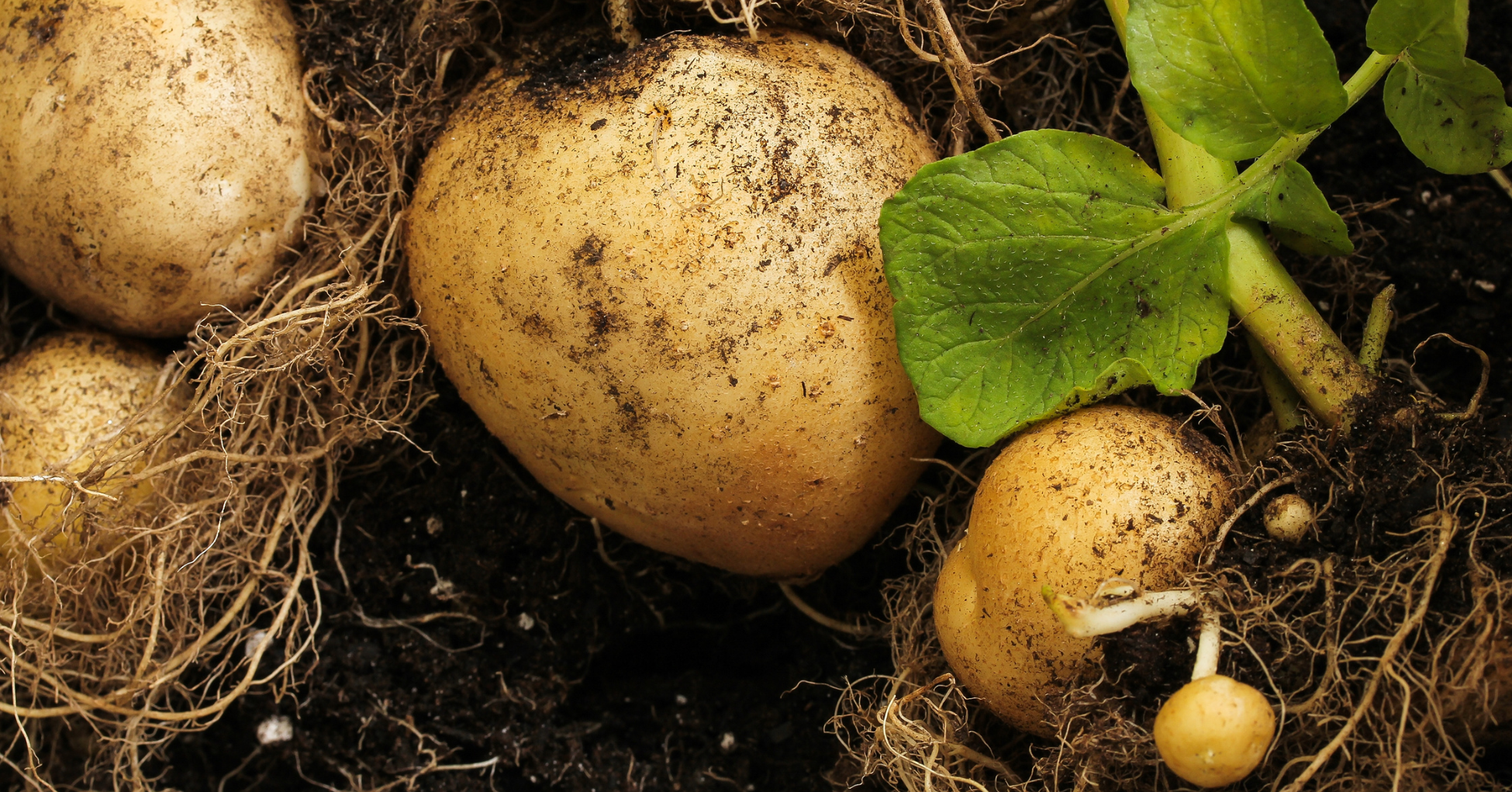 Growing Potatoes in Your Garden