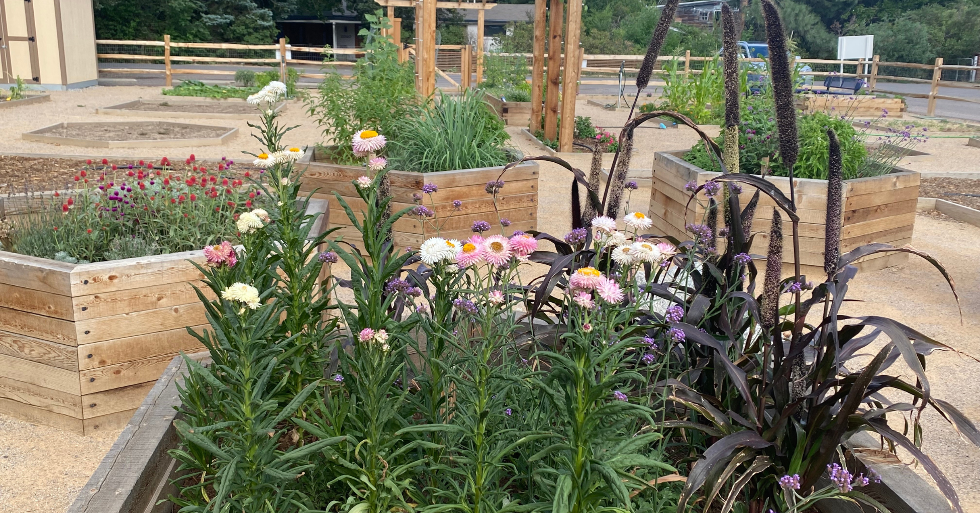 Plantas sensoriales para su jardín