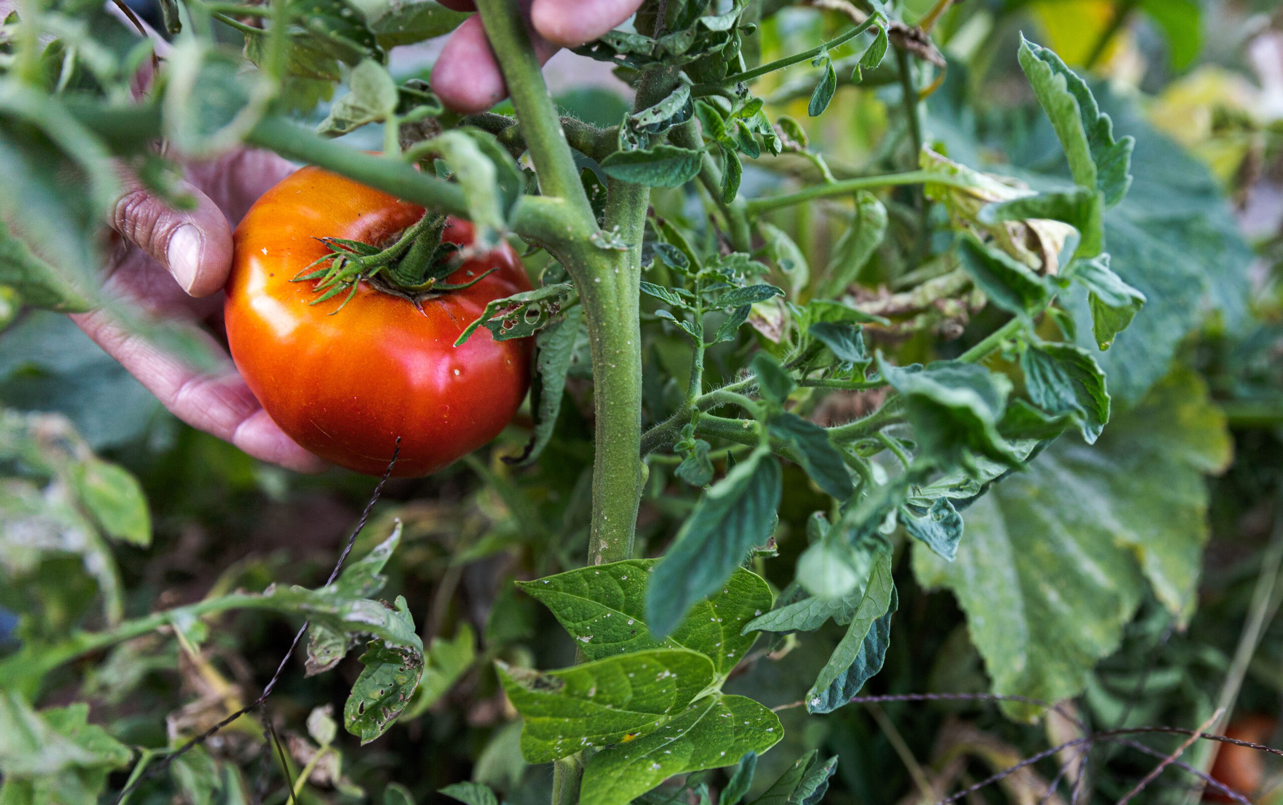 Determinate vs. Indeterminate Tomatoes