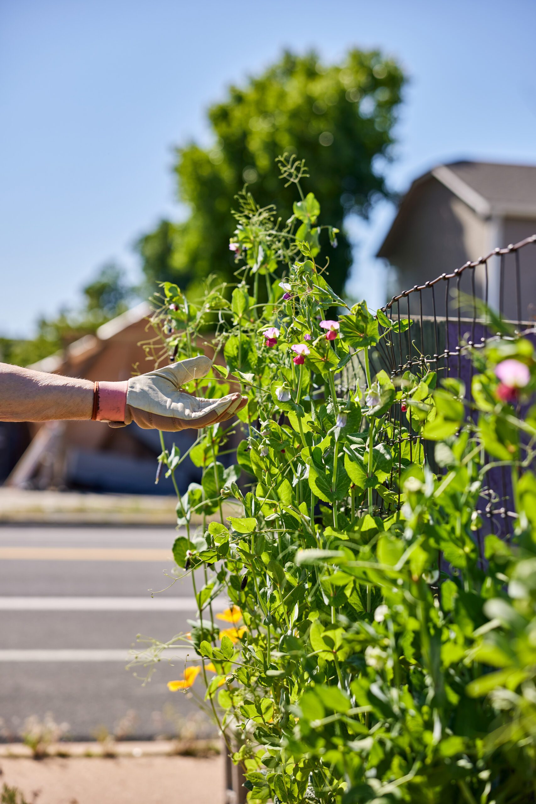 3 Ways to Show Garden Gratitude This Fall