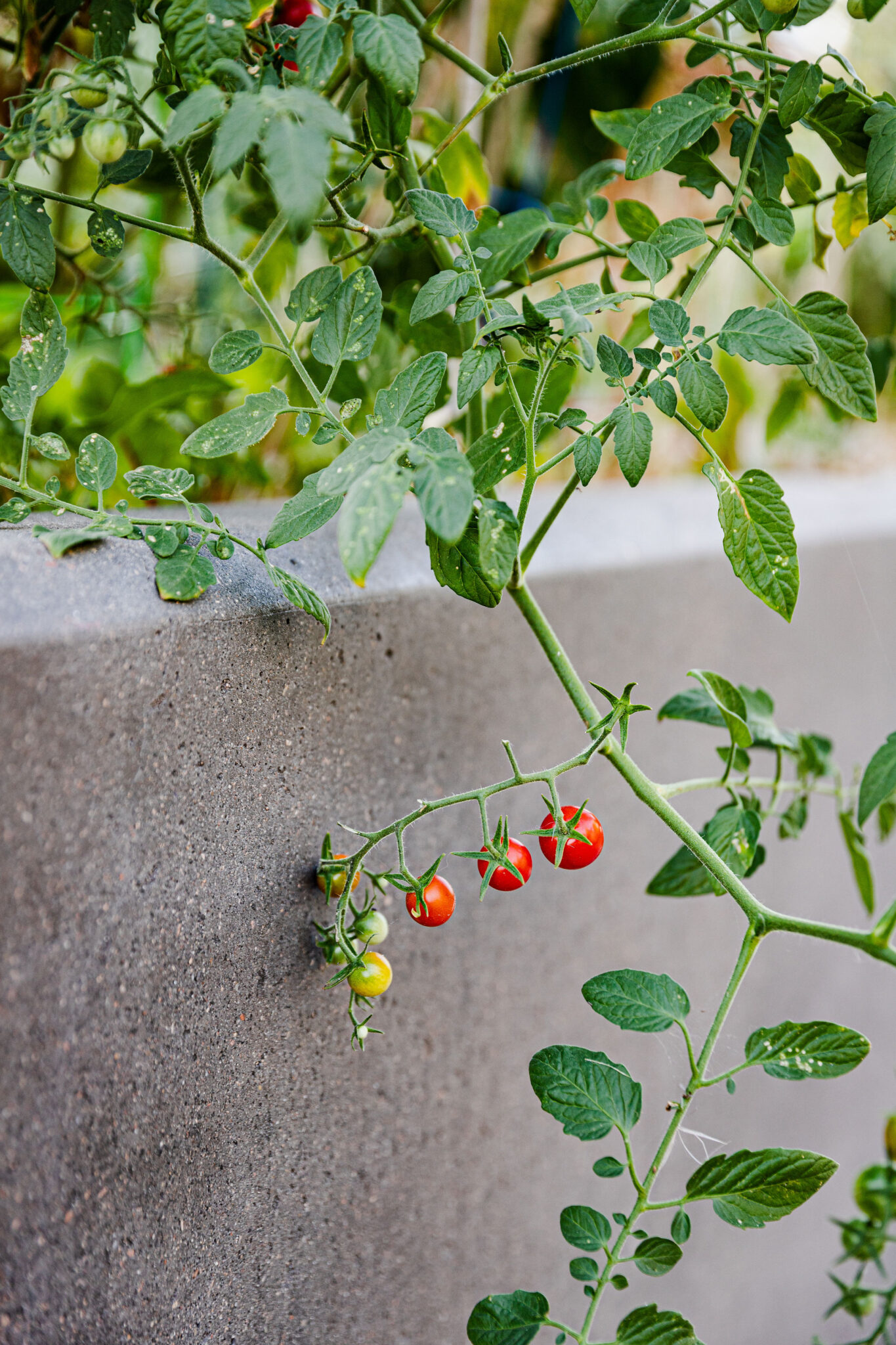 Snip Smart: How Pruning Your Veggies Boosts Production and Fights ...
