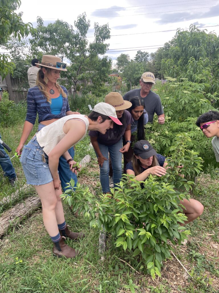 IMG_8462 2 - Denver Urban Gardens