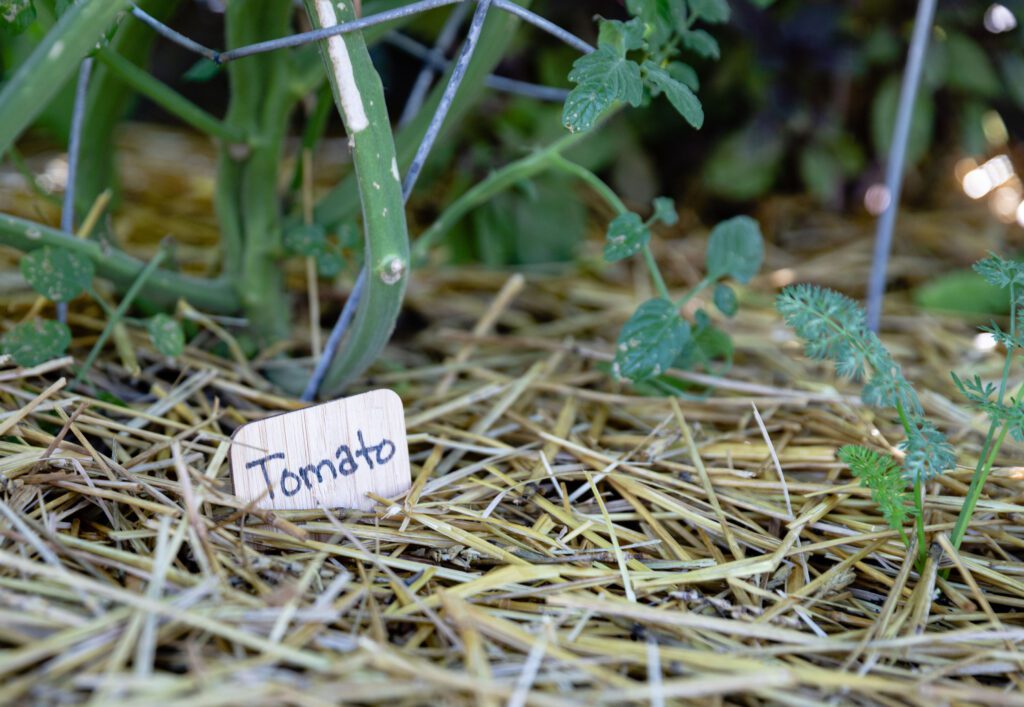 Sign for tomato plant on straw garden bed 2 - Denver Urban Gardens